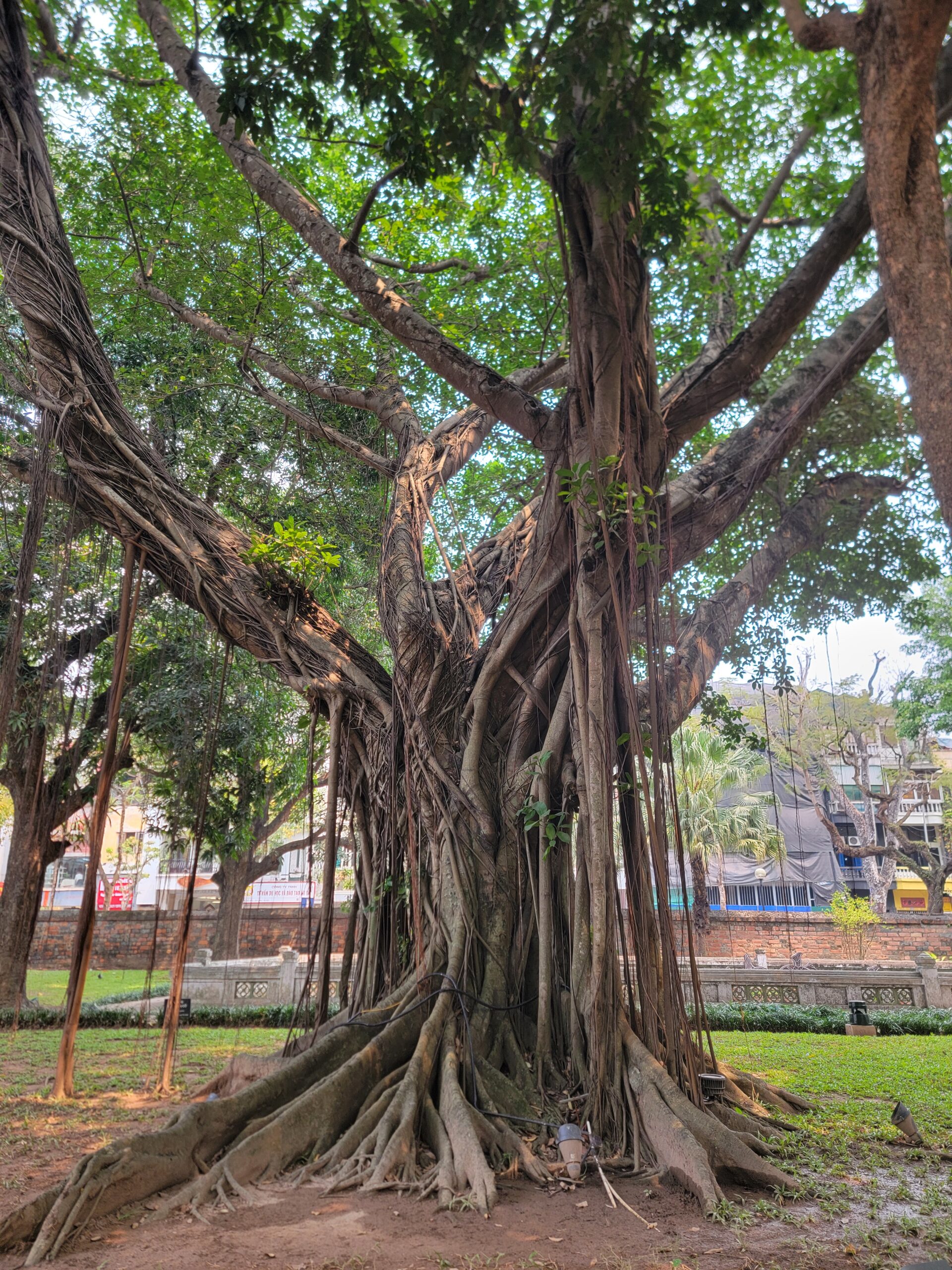 Arbre dans les rues de Hanoi